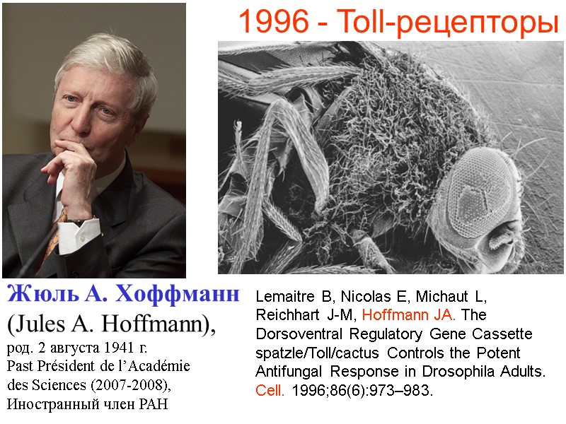 Lemaitre B, Nicolas E, Michaut L, Reichhart J-M, Hoffmann JA. The Dorsoventral Regulatory Gene